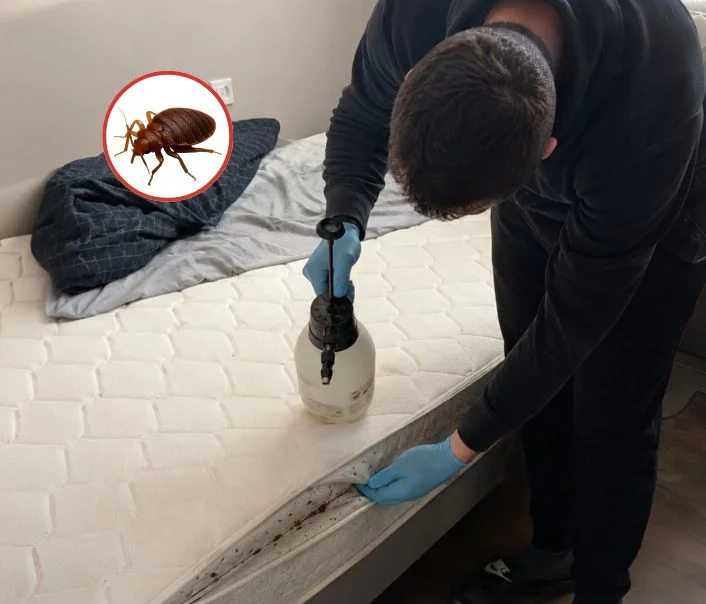 Technicien traitant un matelas contre les punaises de lit à Boissy-Mauvoisin